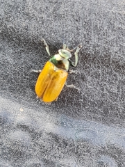 Labidostomis tridentata