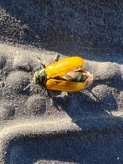 Labidostomis tridentata