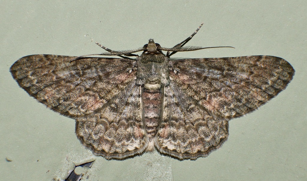 Cleora costiplaga