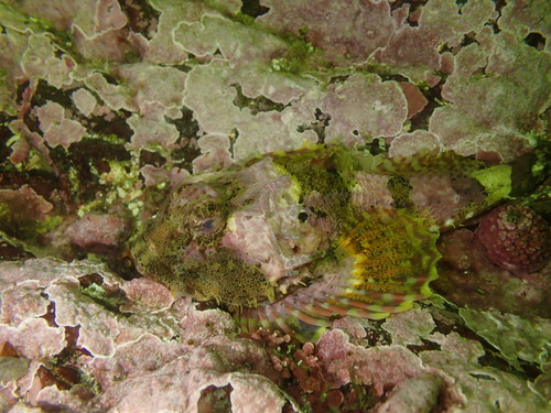 Leister sculpin (Enophrys lucasi) — Cottidae — 5