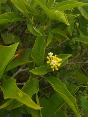 Palicourea pubescens