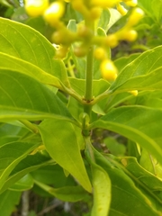 Palicourea pubescens