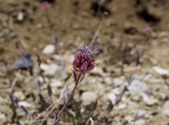 Monardella linoides oblonga