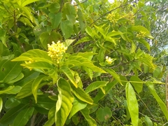 Palicourea pubescens