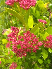 Pinochia corymbosa