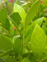 Pinochia corymbosa