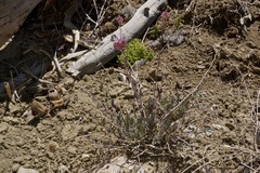 Monardella linoides oblonga