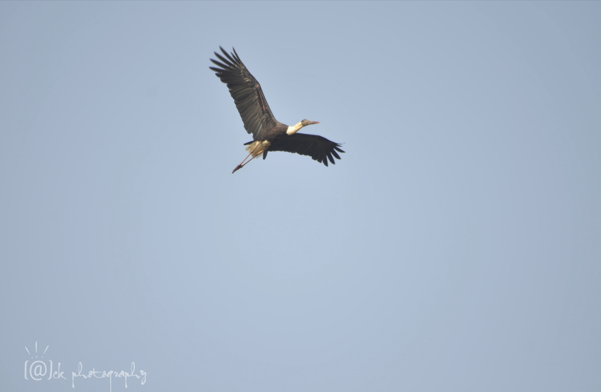 Woolly-necked Stork