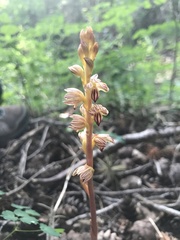 Corallorhiza striata vreelandii