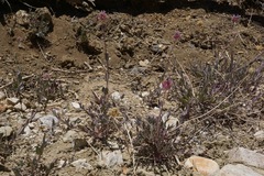 Monardella linoides oblonga