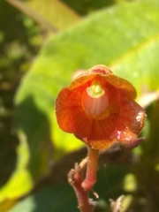 Rhytidophyllum bicolor
