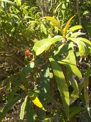Rhytidophyllum bicolor