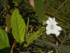Cordia lima
