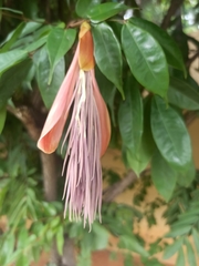Brownea grandiceps
