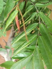 Brownea grandiceps