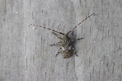 Mesosa nebulosa