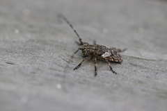 Mesosa nebulosa