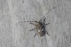 Mesosa nebulosa
