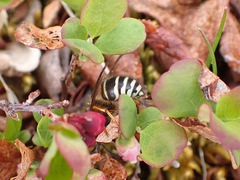 Dolichovespula albida