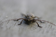 Mesosa nebulosa