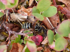 Dolichovespula albida