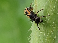 Harmonia axyridis