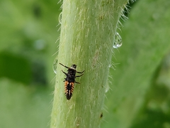 Harmonia axyridis