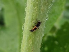 Harmonia axyridis