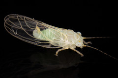 Cacopsylla annulata