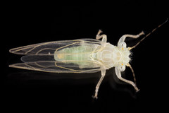 Cacopsylla annulata