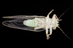 Cacopsylla annulata