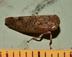 Putoniessa