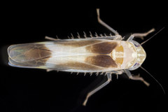 Empoasca murrayi