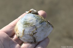 Rexithaerus secta