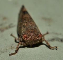 Putoniessa