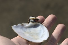 Rexithaerus secta