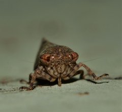 Putoniessa