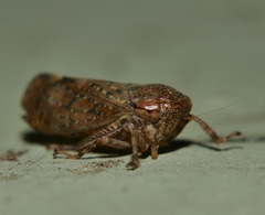 Putoniessa