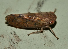 Putoniessa