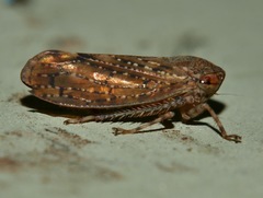 Putoniessa