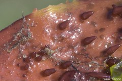 Microcladia coulteri