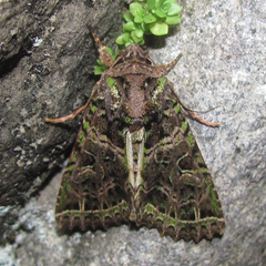 Heterochroma lineata