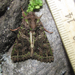 Heterochroma lineata