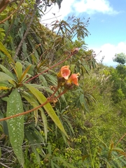 Rhytidophyllum bicolor