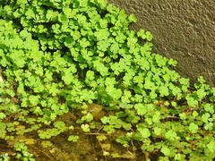 Marsilea minuta