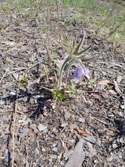Pulsatilla dahurica