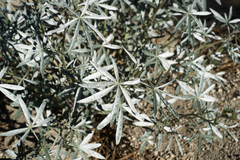 Lupinus elatus