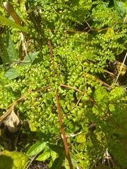 Odontosoria aculeata