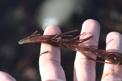 Cumagloia andersonii
