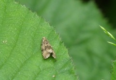 Syricoris